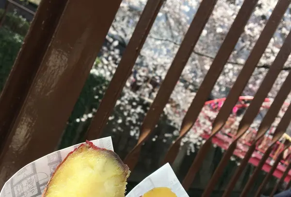目黒川の写真・動画_image_125572