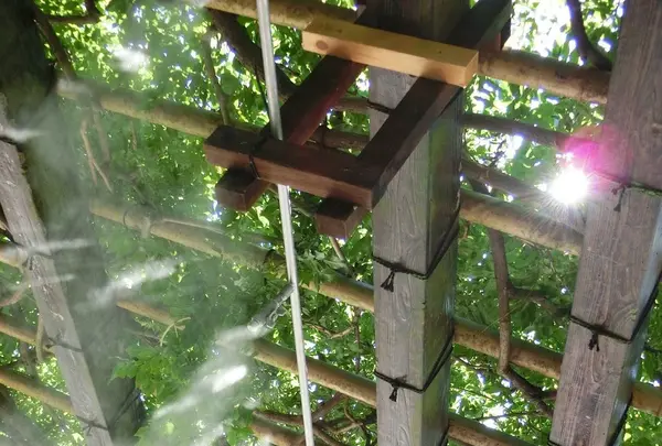 長谷寺の写真・動画_image_125594