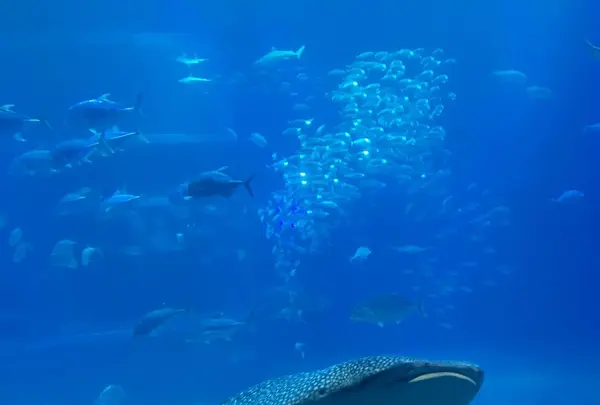 海遊館の写真・動画_image_125612