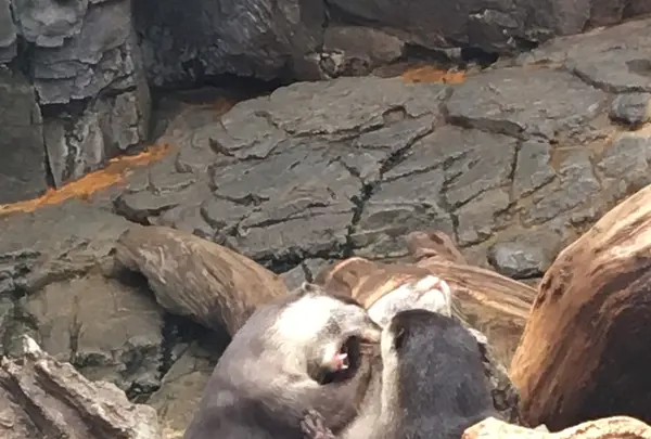 海遊館の写真・動画_image_125613