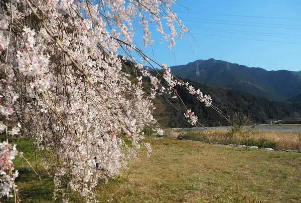 加茂川の写真・動画_image_125667