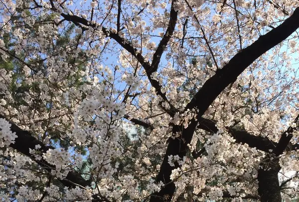 外濠公園の写真・動画_image_125779