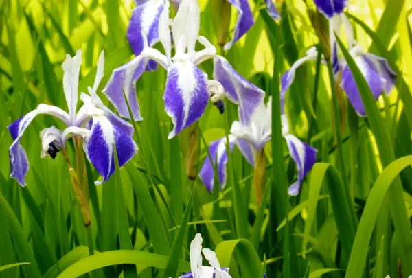 林泉寺の写真・動画_image_125824