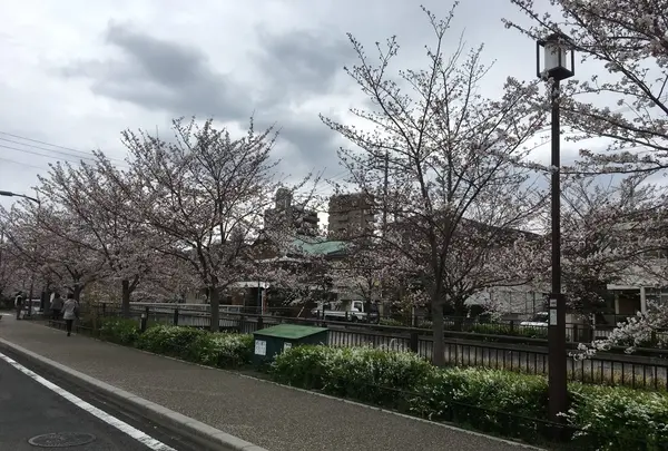 山崎川の写真・動画_image_126083