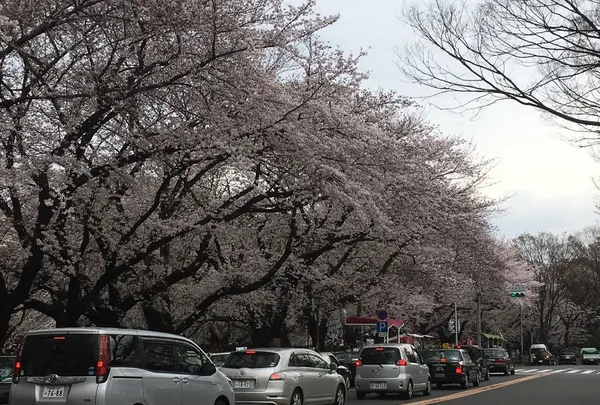 名古屋城の写真・動画_image_126089
