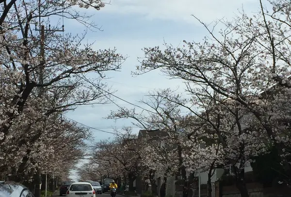 逗子ハイランド桜並木の写真・動画_image_126198