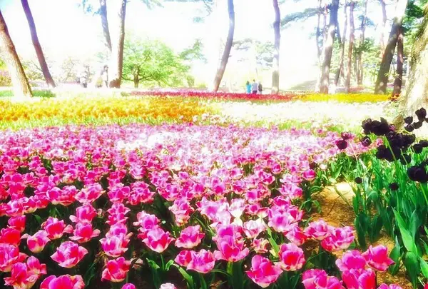 国営ひたち海浜公園の写真・動画_image_126300