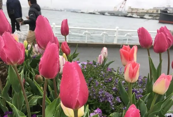 山下公園の写真・動画_image_126611