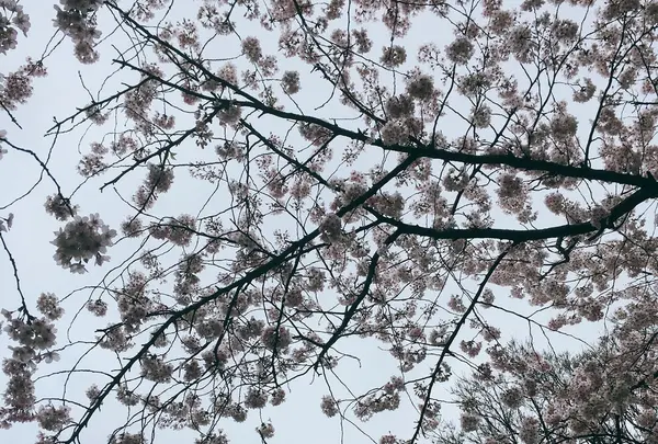 港の見える丘公園の写真・動画_image_126615