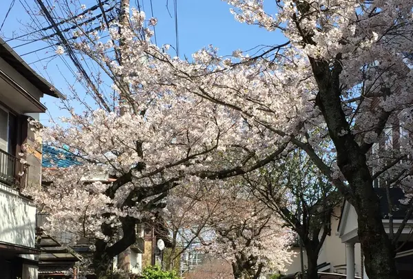 鎌倉宮の写真・動画_image_126704