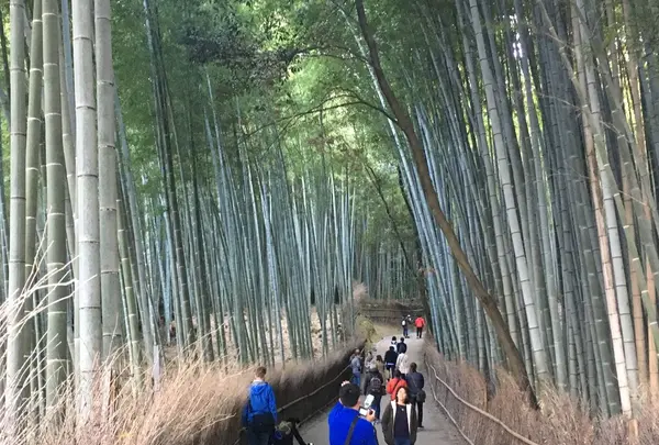 嵯峨野 竹林の道の写真・動画_image_126768