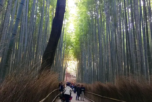 嵯峨野 竹林の道の写真・動画_image_126771