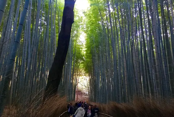 嵯峨野 竹林の道の写真・動画_image_126772
