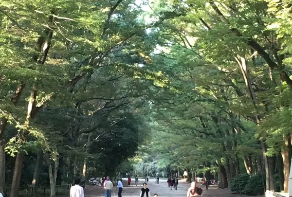 糺ノ森の写真・動画_image_126773