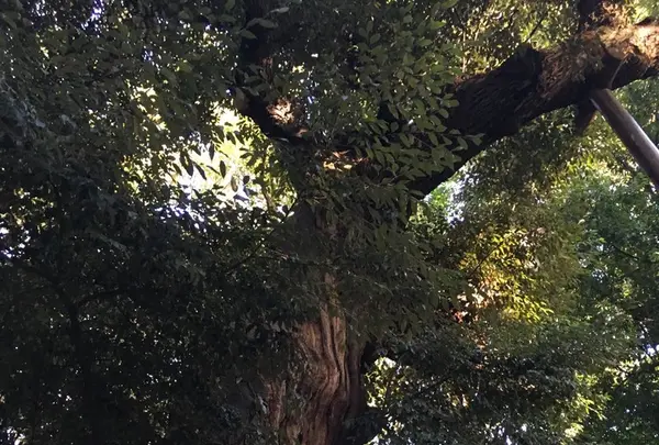 糺ノ森の写真・動画_image_126774