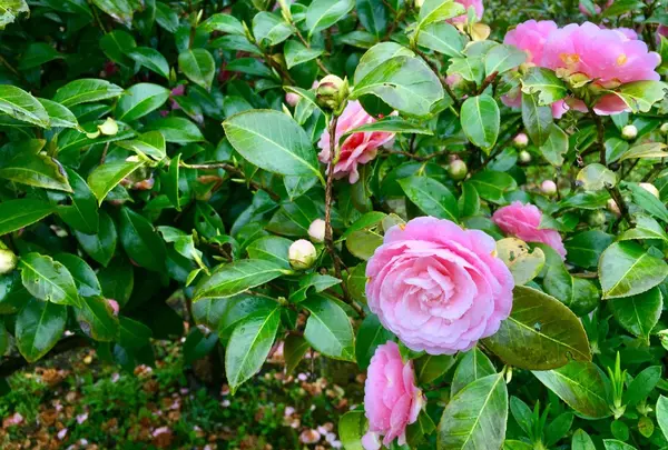 浜離宮恩賜庭園の写真・動画_image_126843