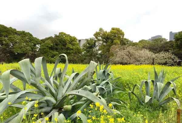 浜離宮恩賜庭園の写真・動画_image_126844