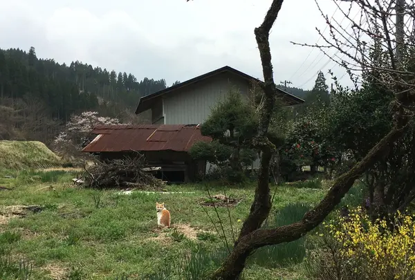 山川温泉の写真・動画_image_126927