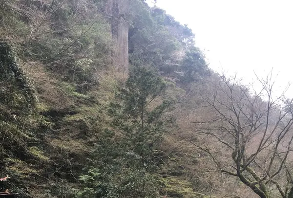 耶馬渓の写真・動画_image_126966