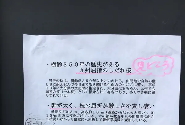 光円寺の写真・動画_image_126967