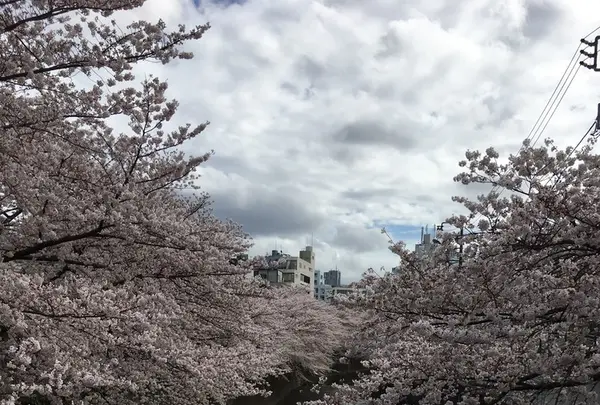 神田川の写真・動画_image_126979