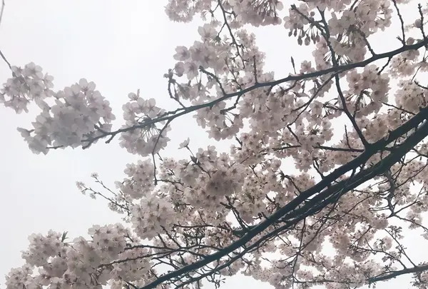 隅田川テラス 隅田川大橋下の写真・動画_image_126987