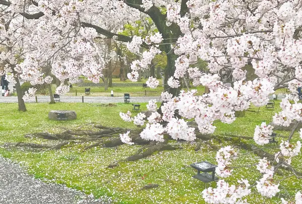 東寺（教王護国寺）の写真・動画_image_127048