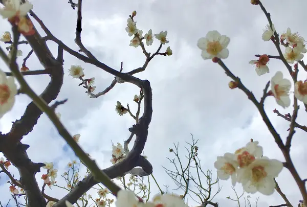 兼六園の写真・動画_image_127150