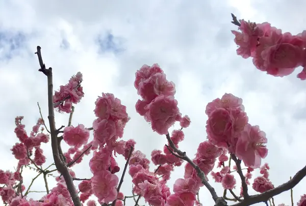 兼六園の写真・動画_image_127151