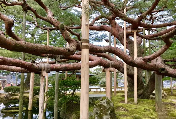 兼六園の写真・動画_image_127152