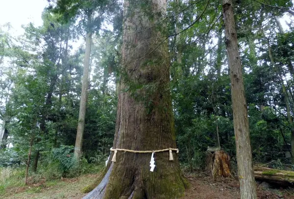 土佐神社の写真・動画_image_127176