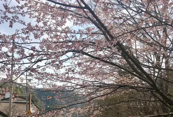 京王高尾山温泉　極楽湯の写真・動画_image_127281