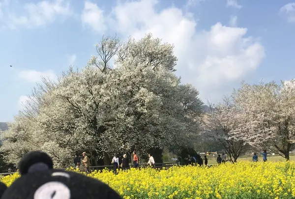一心行の大桜の写真・動画_image_127340