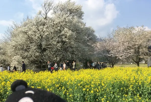 一心行の大桜の写真・動画_image_127341