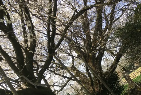 一心行の大桜の写真・動画_image_127343