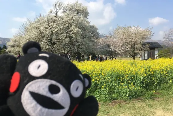 一心行の大桜の写真・動画_image_127345