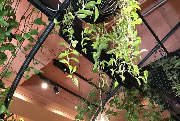 青山フラワーマーケット ティーハウス 南青山本店 （Aoyama Flower Market TEA HOUSE）の写真・動画_image_127422