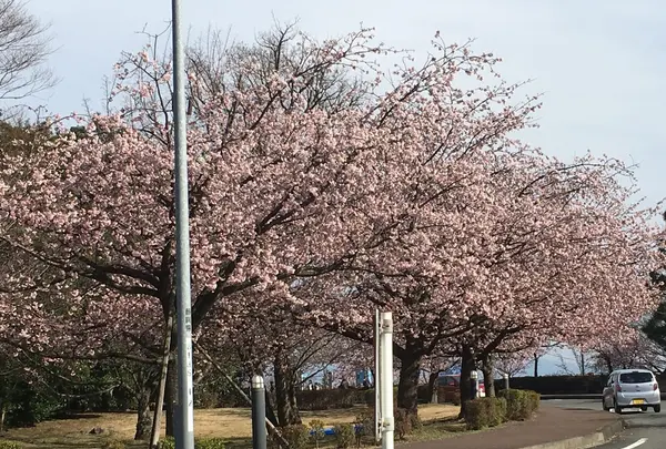 伊豆半島の写真・動画_image_127472