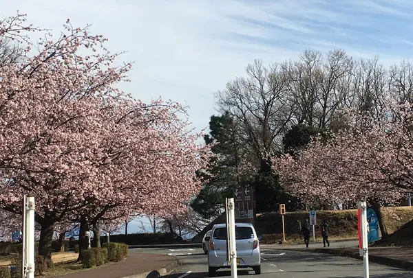 伊豆半島の写真・動画_image_127478