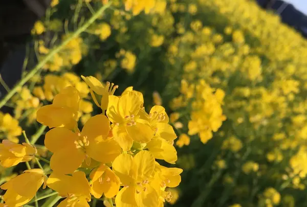 みなみの桜と菜の花街道の写真・動画_image_127503