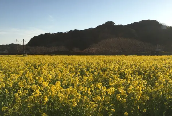 みなみの桜と菜の花街道の写真・動画_image_127504