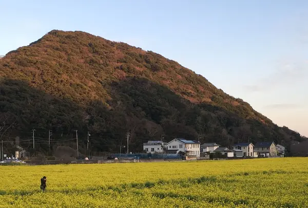 みなみの桜と菜の花街道の写真・動画_image_127505