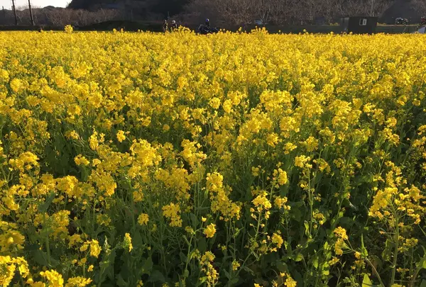 みなみの桜と菜の花街道の写真・動画_image_127506