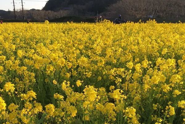 みなみの桜と菜の花街道の写真・動画_image_127507