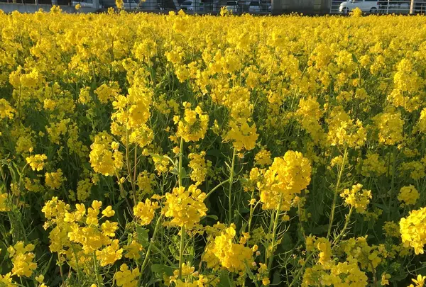 みなみの桜と菜の花街道の写真・動画_image_127508