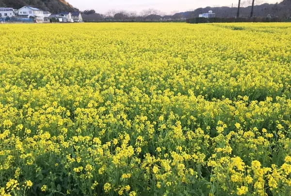 みなみの桜と菜の花街道の写真・動画_image_127510