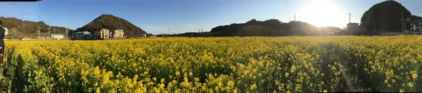 みなみの桜と菜の花街道の写真・動画_image_127511