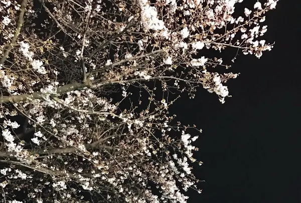 浅草寺の写真・動画_image_127573