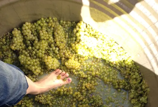 サンクゼール・ワイナリーの写真・動画_image_128008