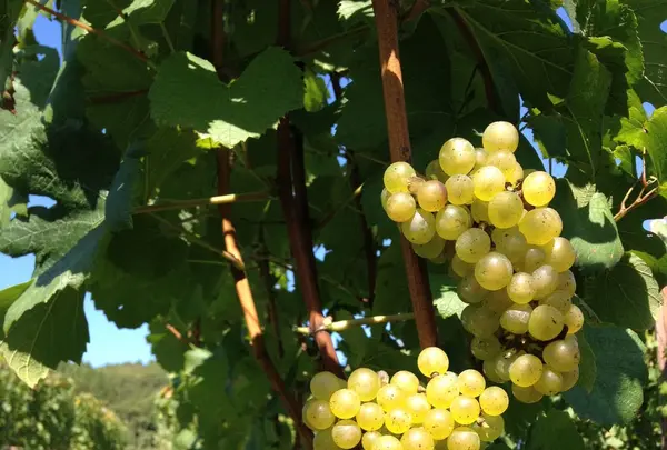 サンクゼール・ワイナリーの写真・動画_image_128014